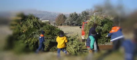 Weihnachtsbaumaktion